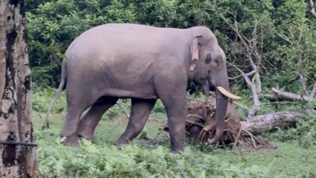 चितवनको सौराहा क्षेत्रमा नयाँ जङ्गली हात्ती देखिन थाल्यो, बथानबाट लखेटिएर एक्लिएको अनुमान